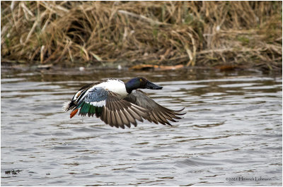 K331401-Northern Shoveler.jpg