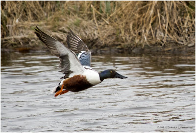 K331404-Northern Shoveler.jpg