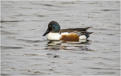 K331424-Northern Shoveler.jpg