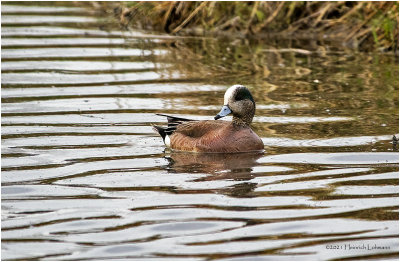 K331452-American Wigeon.jpg
