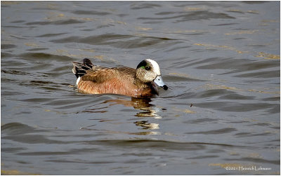 K331537-Americam Wigeon.jpg