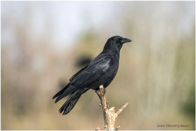 K331548-American Crow.jpg
