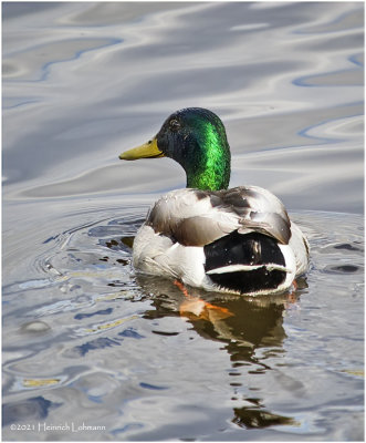 K331849-Mallard-Drake.jpg