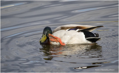 K331855-Mallard-Drake.jpg