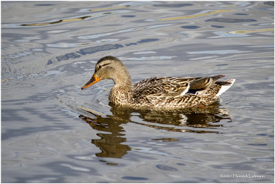 K331863-Mallard-female.jpg