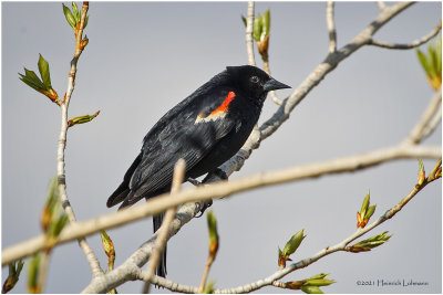 K331914-Red-winged Blackbird-male.jpg