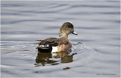 K331916-American Wigeon-male.jpg