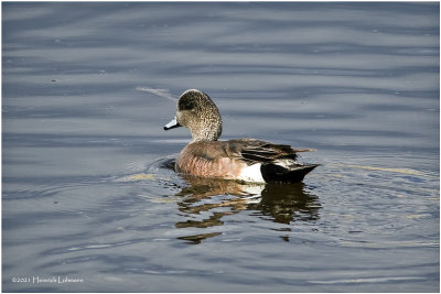 K331921-American Widgeon-male.jpg