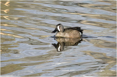 K331969-Blue-Winged Teal-male.jpg