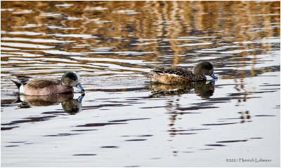 K331990-Pair of American Wigeon.jpg