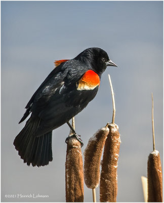 K332026-Red-Winged Blackbird-male.jpg