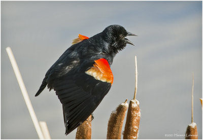 K332045-Red-Winged Blackbird-male.jpg