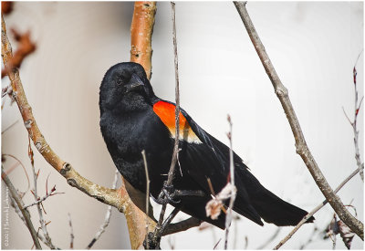 K332080-Red-Winged Blackbird-male.jpg