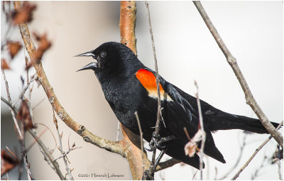 K332085-Red-Winged Blackbird-male.jpg