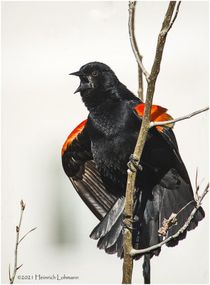 K332108-Red-Winged Blackbird-male.jpg