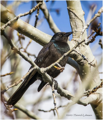 K332143-Common Grackle-bronced.jpg