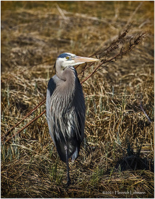 K332498-Great Blue Heron.jpg