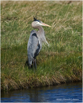 K332596-Great Blue Heron.jpg