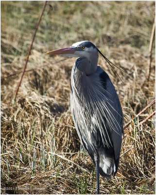 K332469-Great Blue Heron.jpg