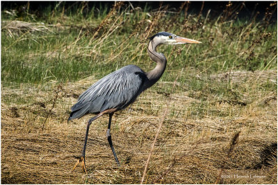 K332530-Great Blue Heron.jpg
