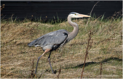 K332540-Great Blue Herin.jpg