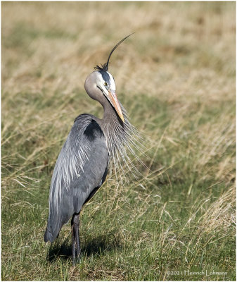 K332639-Great Blue Heron.jpg