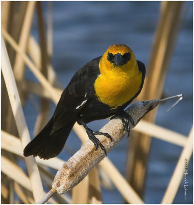 K332983-Yellow-Headsd Blackbird-male.jpg