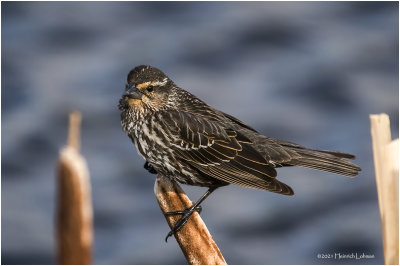K333005-Red-Winged Blackbird-female.jpg