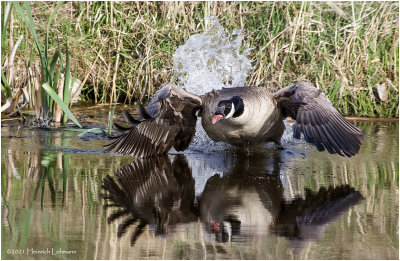 K333766-Canada Goose.jpg