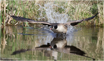 K333767-Canada Goose.jpg