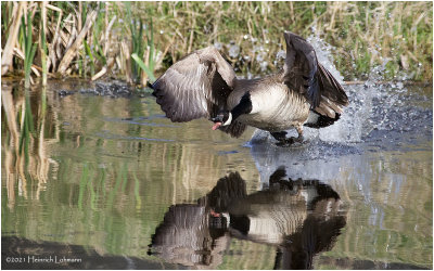 K333769-Canada Goose.jpg