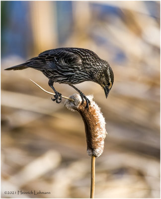 K333740-Red-Winged Blackbird-female.jpg