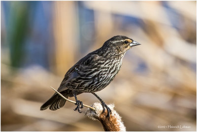 K333754-Red-Winged Blackbird-female.jpg