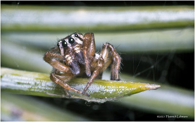 KS30822-Tiny Spider.jpg