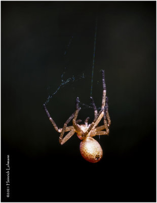 KS30912-Tiny Spider.jpg