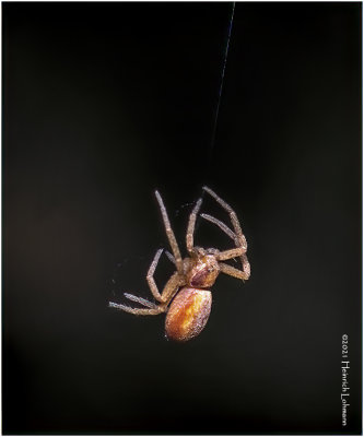 KS30910a-Tiny Spider.jpg