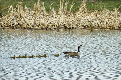DSC5239-Canada Geese.jpg