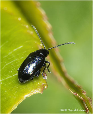 KS30975-tiny Beetle-about 3mm body lenght .jpg