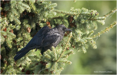 K333808-American Crow.jpg
