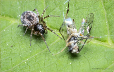 KS31132-Tiny unidentified Spider with prey.jpg