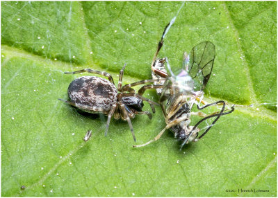 KS31224-Tini unidentified Spider with prey.jpg