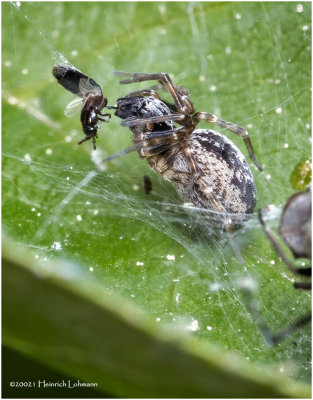 KS31249-Tiny Spider with prey.jpg
