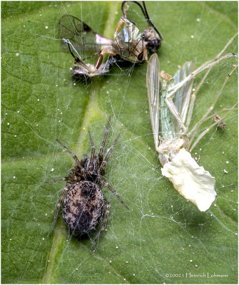 KS31281-Tiny Spider with prey.jpg