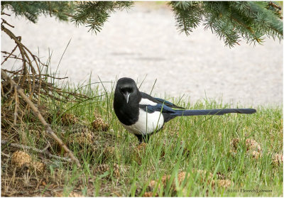 K333870-Black-Billed Magpie.jpg