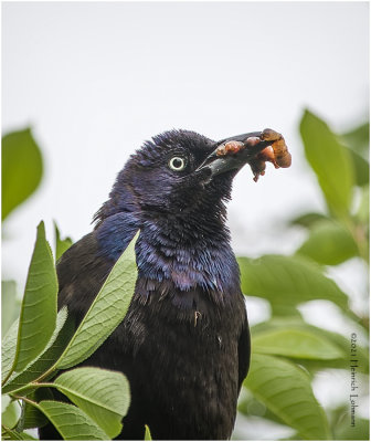 K333918-Common Grackle-bronced.jpg