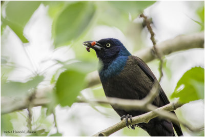 K333984-Common Grackle-bronced.jpg