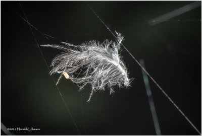 KS31440-tiny whatever in  a spiders web.jpg
