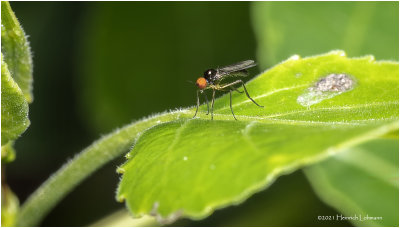 KS31480-Tiny unidentified Fly.jpg