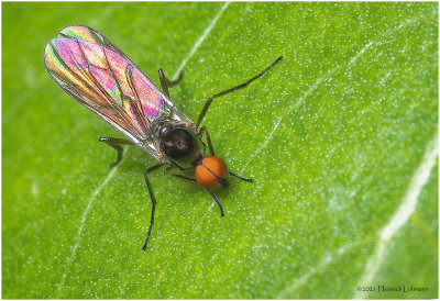 KS31495-Yiny unidentified Fly.jpg