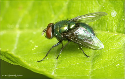 KS31702a-Blue Bottle Fly.jpg